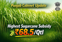 ਪੰਜਾਬ ਕੈਬਨਿਟ ਵੱਲੋਂ ਗੰਨੇ ‘ਤੇ ₹68.5 ਪ੍ਰਤੀ ਕਵਿੰਟਲ ਸਬਸਿਡੀ ਮਨਜ਼ੂਰ