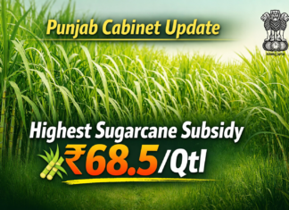 ਪੰਜਾਬ ਕੈਬਨਿਟ ਵੱਲੋਂ ਗੰਨੇ ‘ਤੇ ₹68.5 ਪ੍ਰਤੀ ਕਵਿੰਟਲ ਸਬਸਿਡੀ ਮਨਜ਼ੂਰ